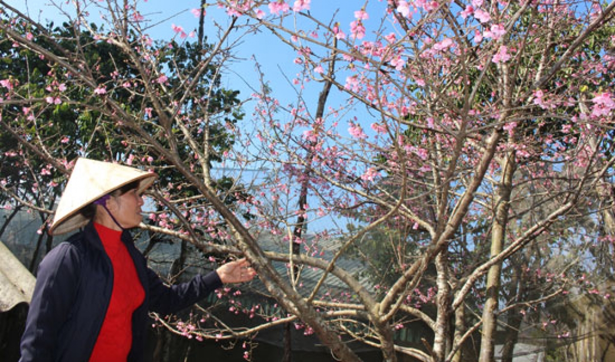 ĐÀO RỪNG, TRỒNG MÀ CHƠI!